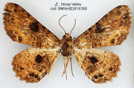 Papua Insects Foundation (Lepidoptera/Geometridae(Ennominae ...